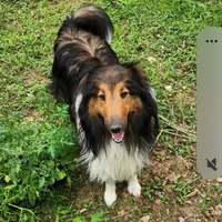 Huck, a male Shetland Sheepdog for sale in Grand Rivers, KY – 1 of 1