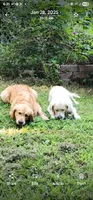 Pink Girl, a female Golden Retriever for sale in Grand Rivers, KY – 3 of 6