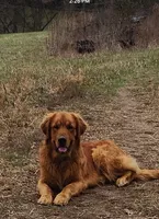 Jack, a male Golden Retriever for sale in Grand Rivers, KY – Photo 1 of 2