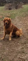 Jack, a male Golden Retriever for sale in Grand Rivers, KY – Photo 2 of 2