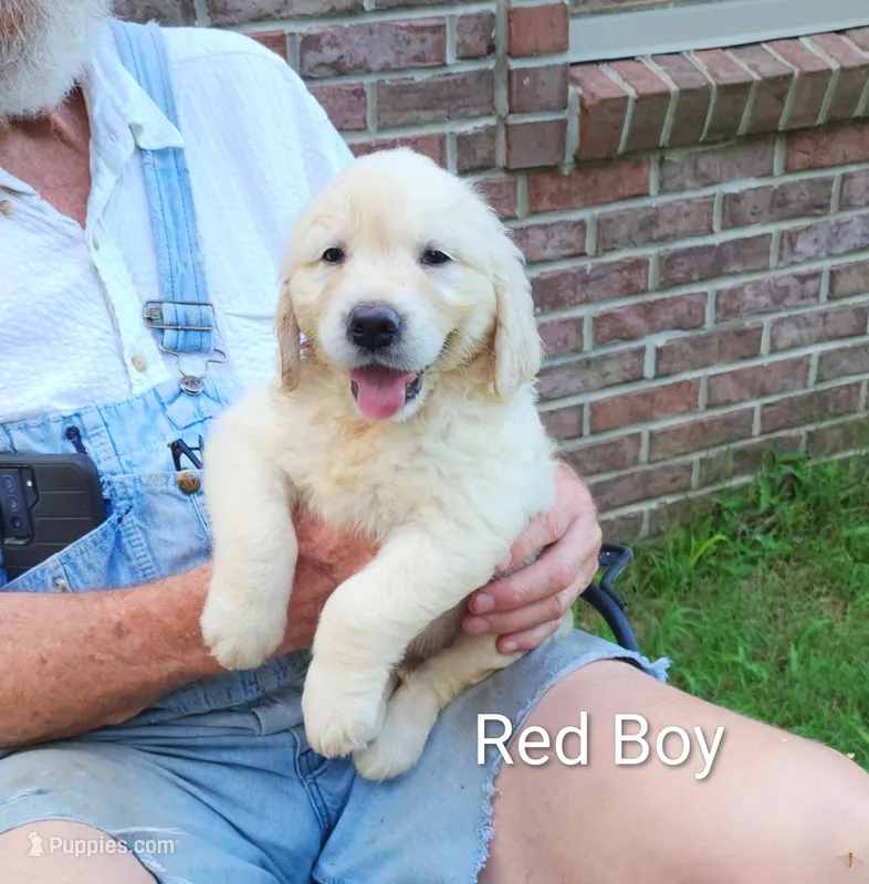 Red Boy – Golden Retriever puppy for sale in Grand Rivers, KY
