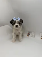 Female, a female Yorkshire Terrier for sale in Lyons, GA – 3 of 3