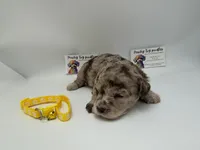 Chocolate merle male , a male Poodle - Toy  for sale in Lyons, GA – 2 of 3