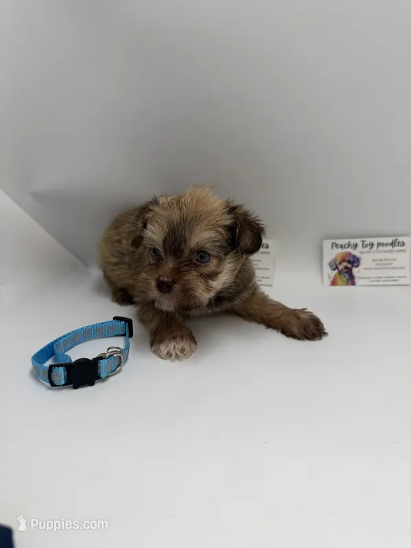 Male CKC TINY – Yorkshire Terrier puppy for sale in Lyons, GA
