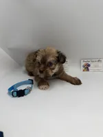 Male CKC TINY, a male Yorkshire Terrier for sale in Lyons, GA – 1 of 3