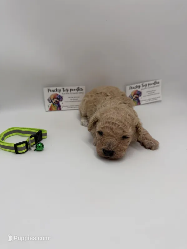 Male – Poodle - Toy  puppy for sale in Lyons, GA