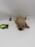 Charley Male, a male Poodle - Toy  for sale in Lyons, GA – 5 of 10