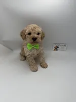 Charley Male, a male Poodle - Toy  for sale in Lyons, GA – 2 of 10