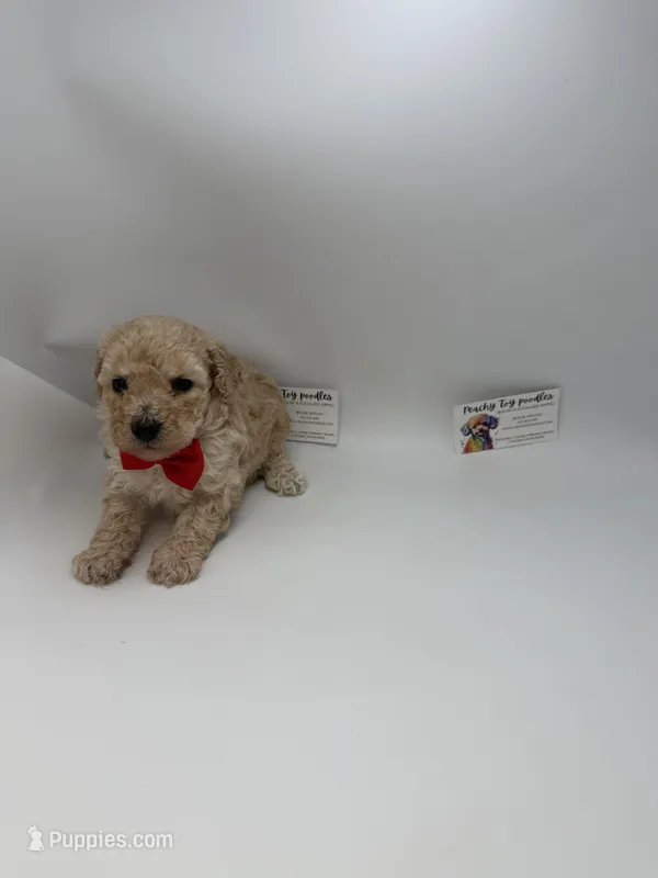 Male – Poodle - Toy  puppy for sale in Lyons, GA