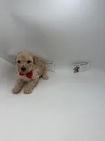 Charley Male, a male Poodle - Toy  for sale in Lyons, GA – 3 of 10