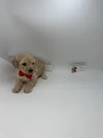 Charley Male, a male Poodle - Toy  for sale in Lyons, GA – 4 of 10