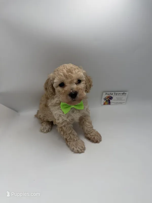 Charley Male – Poodle - Toy  puppy for sale in Lyons, GA