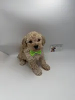 Charley Male, a male Poodle - Toy  for sale in Lyons, GA – 1 of 10