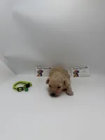 Charley Male, a male Poodle - Toy  for sale in Lyons, GA – 6 of 10