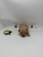 Charley Male, a male Poodle - Toy  for sale in Lyons, GA – 7 of 10