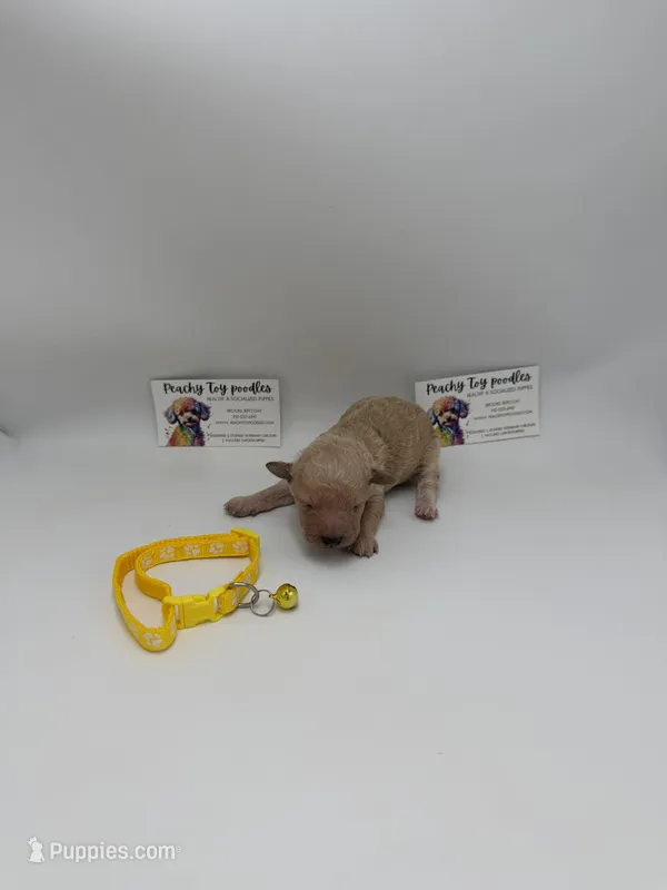 Male – Poodle - Toy  puppy for sale in Lyons, GA