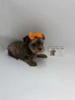 Ckc Female, a female Yorkshire Terrier for sale in Lyons, GA – 1 of 3