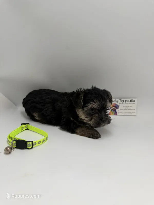Male ckc – Yorkshire Terrier puppy for sale in Lyons, GA