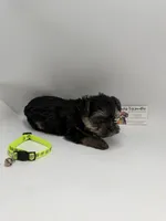 Male ckc, a male Yorkshire Terrier for sale in Lyons, GA – 1 of 4
