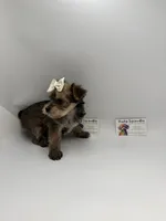 Female CLC, a female Yorkshire Terrier for sale in Lyons, GA – 3 of 3