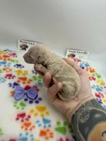 Apricot Female 1, a female Poodle - Toy  for sale in Lyons, GA – Photo 1 of 2