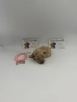 Apricot female , a female Poodle - Toy  for sale in Lyons, GA – 4 of 4