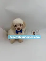 Snowman- CKC- TINY , a male Poodle - Toy  for sale in Lyons, GA – 3 of 3