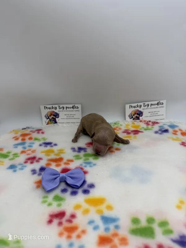 Female 2 – Poodle - Toy  puppy for sale in Lyons, GA