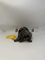 Merle male, a male Poodle - Toy  for sale in Lyons, GA – 3 of 4