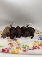 Chocolate male , a female Poodle - Toy  for sale in Lyons, GA – Photo 3 of 4