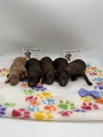 Chocolate male , a female Poodle - Toy  for sale in Lyons, GA – Photo 4 of 4