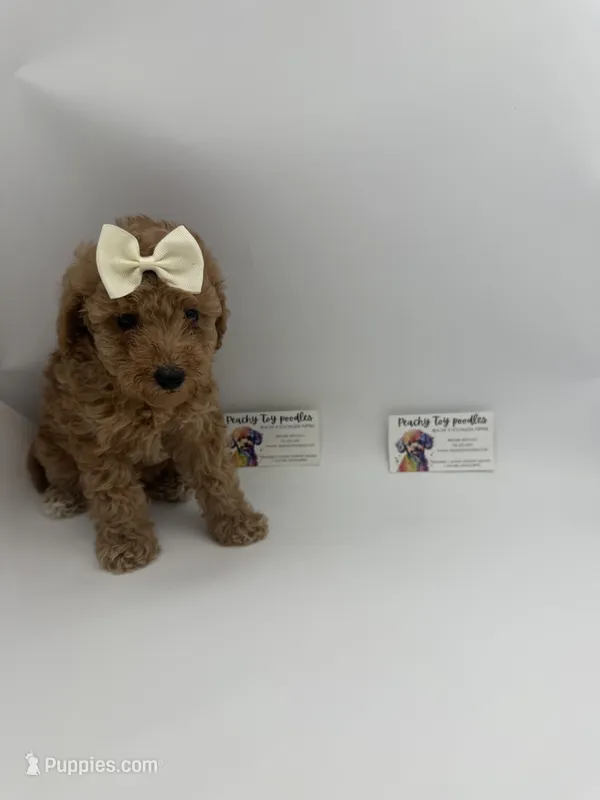 AKC female  – Poodle - Toy  puppy for sale in Lyons, GA