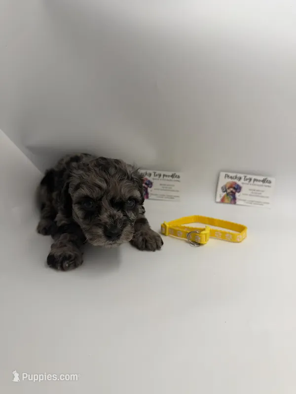 Merle male – Poodle - Toy  puppy for sale in Lyons, GA