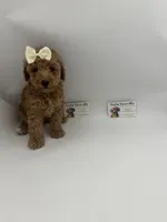 AKC female , a female Poodle - Toy  for sale in Lyons, GA – 2 of 2