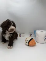 Chocolate tuxedo mayo, a male Poodle - Toy  for sale in Lyons, GA – 3 of 3