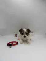 TIMY Male ckc, a female Yorkshire Terrier for sale in Lyons, GA – 3 of 3