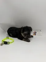 Male ckc, a male Yorkshire Terrier for sale in Lyons, GA – 4 of 4