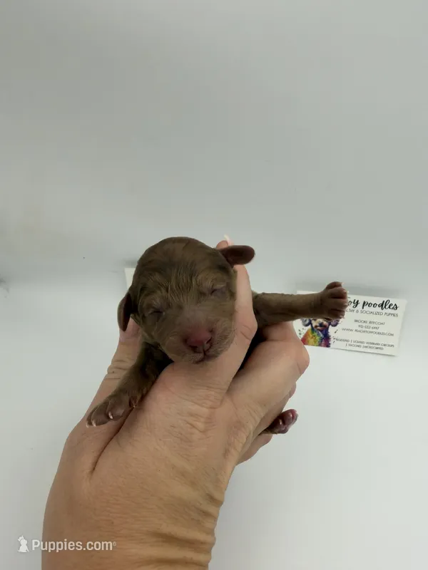 Chocolate Merle Female  – Poodle - Toy  puppy for sale in Lyons, GA