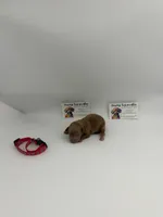 Red male, a male Poodle - Toy  for sale in Lyons, GA – 2 of 3