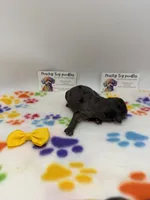 Merle female , a female Poodle - Toy  for sale in Lyons, GA – 3 of 5