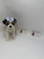 Female, a female Yorkshire Terrier for sale in Lyons, GA – 2 of 3