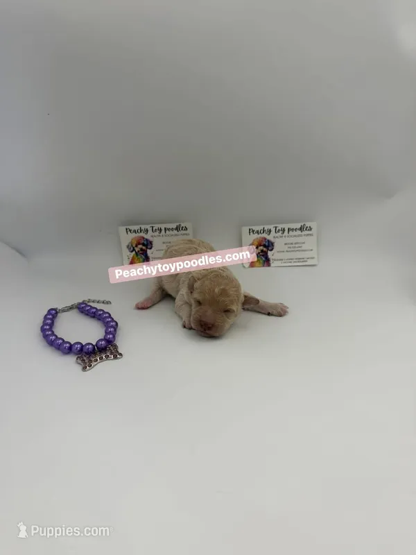 Female – Poodle - Toy  puppy for sale in Lyons, GA