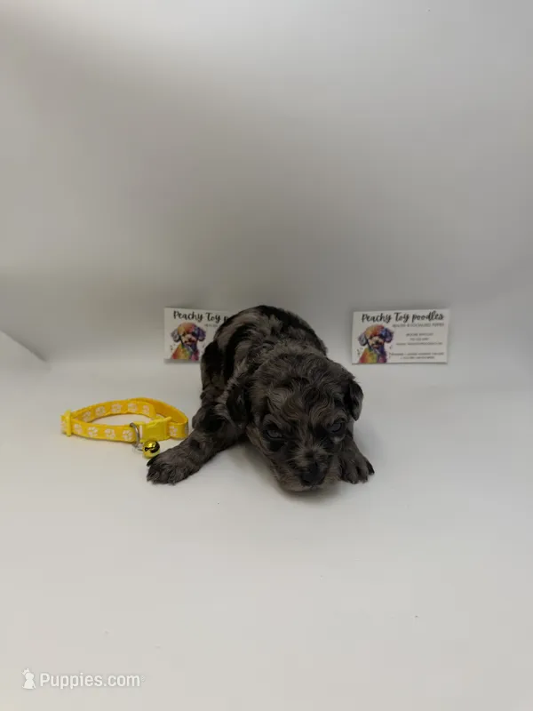 Merle male – Poodle - Toy  puppy for sale in Lyons, GA