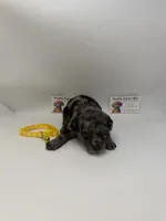 Merle male, a male Poodle - Toy  for sale in Lyons, GA – 1 of 4