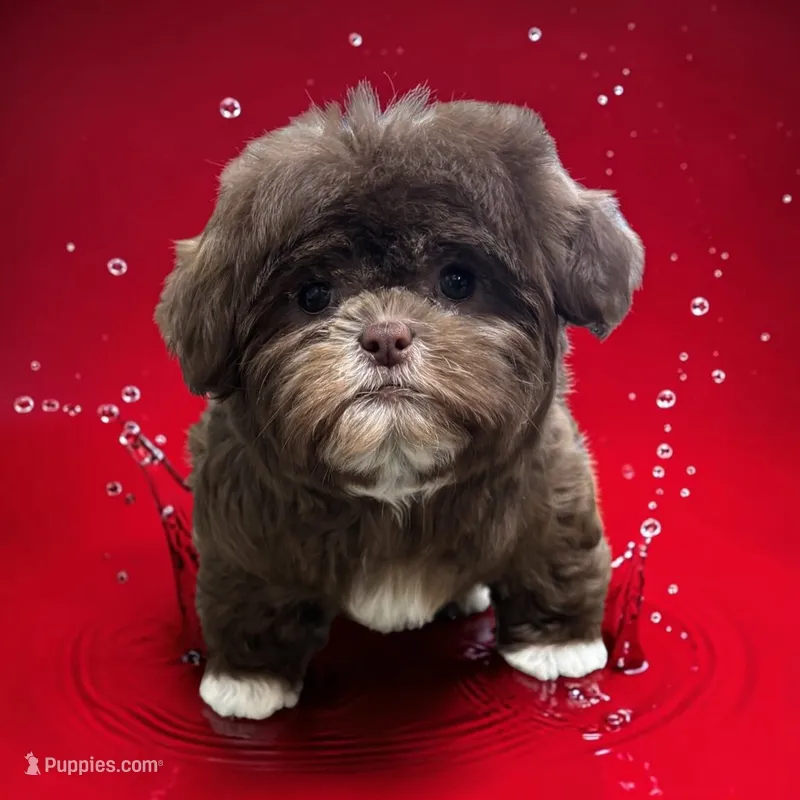 Male chocolate – Shih Tzu puppy for sale in Lyons, GA