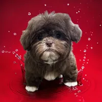 Male chocolate, a male Shih Tzu for sale in Lyons, GA – 1 of 2