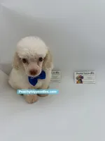 Snowman- CKC- TINY , a male Poodle - Toy  for sale in Lyons, GA – 2 of 3