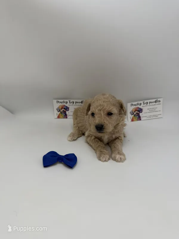Female  – Poodle - Toy  puppy for sale in Lyons, GA