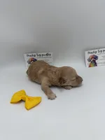 Female , a female Poodle - Toy  for sale in Lyons, GA – Photo 3 of 3