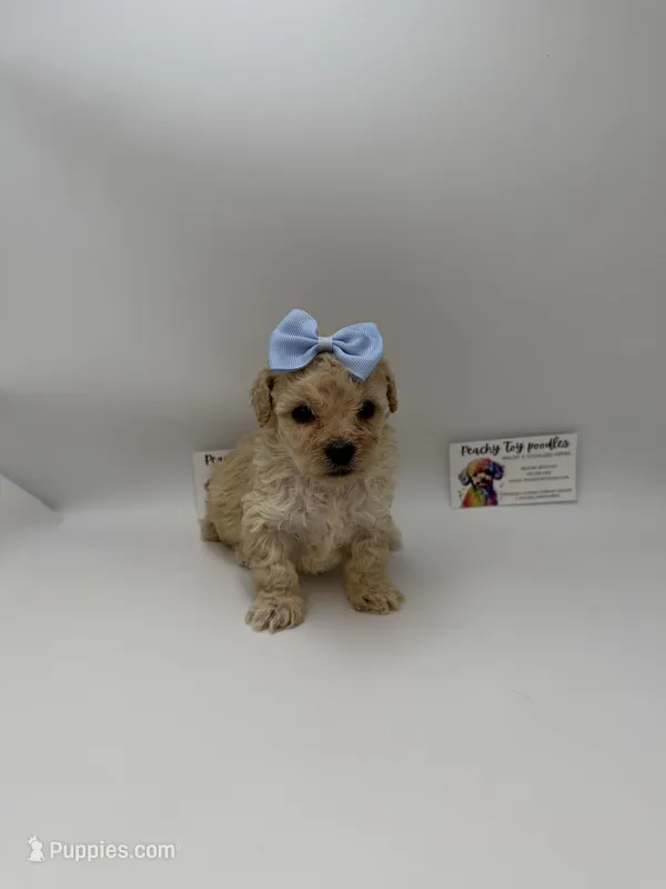 Female  – Poodle - Toy  puppy for sale in Lyons, GA